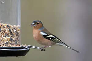 Fringilla: Chaffinch - male perched on peanut feeder - Sweden