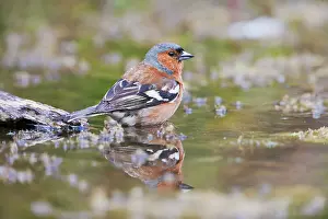 Chaffinches: Chaffinch - male at pond