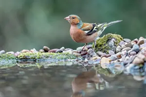 Chaffinch: Chaffinch - Male - Pond - UK