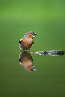 Chaffinches: Chaffinch - Male reflected in forest pool