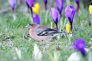 Chaffinches: Chaffinch - male searching for food in garden between