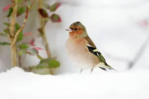 Chaffinches: Chaffinch - male searching for food in snow