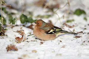 Chaffinches: Chaffinch - male searching for food in snow covered garden
