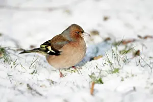 Chaffinches: Chaffinch - male searching for food in snow covered garden