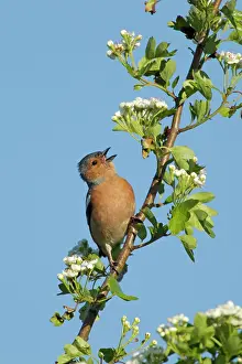 Chaffinches: Chaffinch - male singing on Hawthorn Blossom