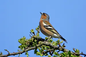 Chaffinches: Chaffinch - male singing in spring