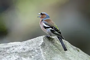 Chaffinches: Chaffinch - male singing from stone