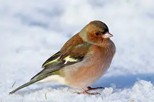 Chaffinches: Chaffinch - male in the snow
