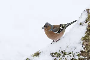 Chaffinches: Chaffinch - Male - In Snow - Cornwall - UK
