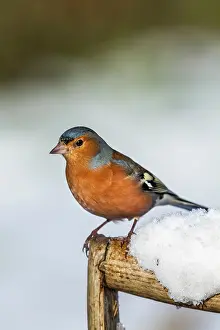 290421: Chaffinch - Male - Snow - UK
