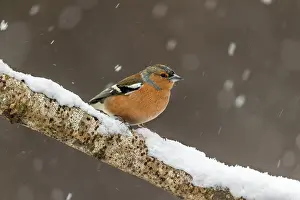 290421: Chaffinch - Male - Snow - UK
