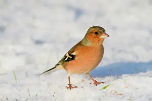 Chaffinches: Chaffinch - male - in snow - winter