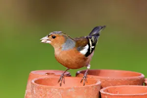 Chaffinches: Chaffinch - male taking seeds from a plant pot