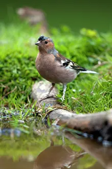 Tick: Chaffinch - male with a tick on its head