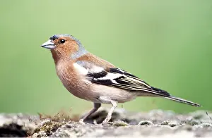 Chaffinches: CHAFFINCH - male, side view
