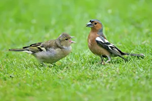 Chaffinches: Chaffinch - male with young