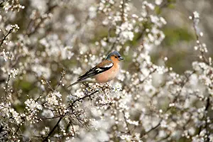 Chaffinches: Chaffinch - Perched in blackthorn blossom spring