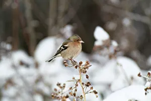 Chaffinches: Chaffinch - On plant in winter