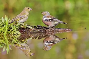 Chaffinches: Chaffinch - at pond with Greenfinch showing reflections