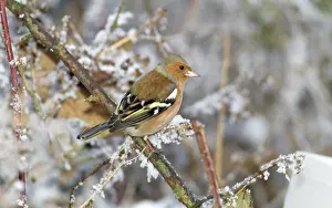 Chaffinches: CHAFFINCH - ON SNOWY BRANCH