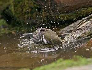 Chaffinches: Chaffinch - young bathing in woodland pool