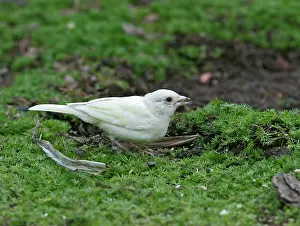 Chaffinches: Chaffinch - youngster albino feeding on ground