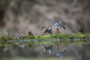 David Chapman: Chaffinches - Fighting - At Water - UK