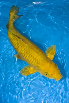 Carp: Chagoi yellow koi carp in an turquoise water