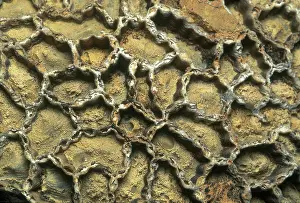 Colonial: Chain Coral Fossil