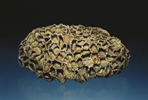 Colonial: Chain Coral Fossil