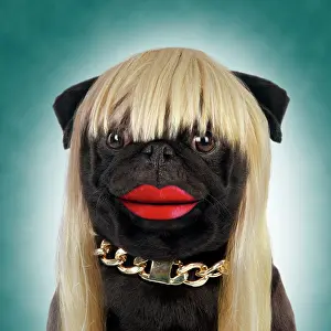 Wigs: Dog