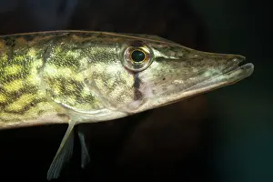 Esox: Chain Pickerel