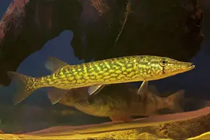 Esox: Chain Pickerel with Yellow Perch in background
