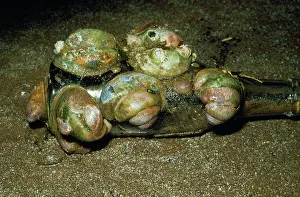 Limpet: Chain of Slipper Limpets on old bottle