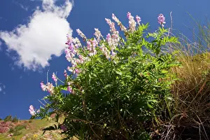 Gulch: Chainpod - in flower, Rustler's Gulch, Maroon Bells-Snowmass