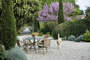Tables: Chairs and table with Judas tree in a garden of Provence