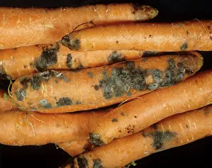 Shop: Chalaropsis rot
