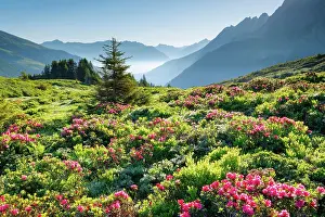 Alpenrose: Chalberboden, Bern, Bernese Oberland, Switzerland