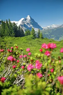 Eiger: Chalberboden, view of Eiger, Bern, Bernese Oberland