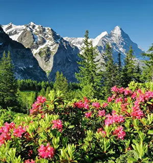 Eiger: Chalberboden, view of Eiger and Moench, Bern, Bernese