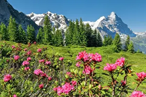 Eiger: Chalberboden, view of Eiger and Moench, Bern, Bernese