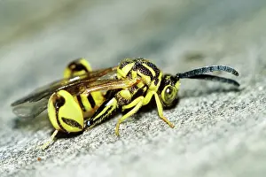 Chalcid: Chalcid Wasp