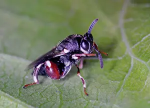 Control: Chalcid wasp
