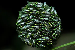 Terebrantia: Chalcid wasps (Torymus sp) on leaves, Sainte-Baume
