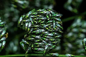 Wasps: Chalcid wasps (Torymus sp) on leaves, Sainte-Baume