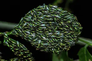 Wasps: Chalcid wasps (Torymus sp) on leaves, Sainte-Baume
