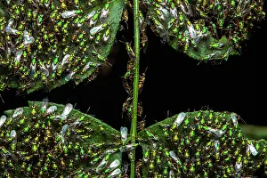 Wasps: Chalcid wasps (Torymus sp) on leaves, Sainte-Baume