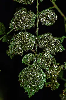 Wasps: Chalcid wasps (Torymus sp) on leaves, Sainte-Baume