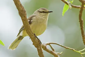 Browed: Chalk-browed Mockingbird