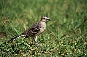 Mimus: Chalk-browed Mockingbird - foraging in short grassS